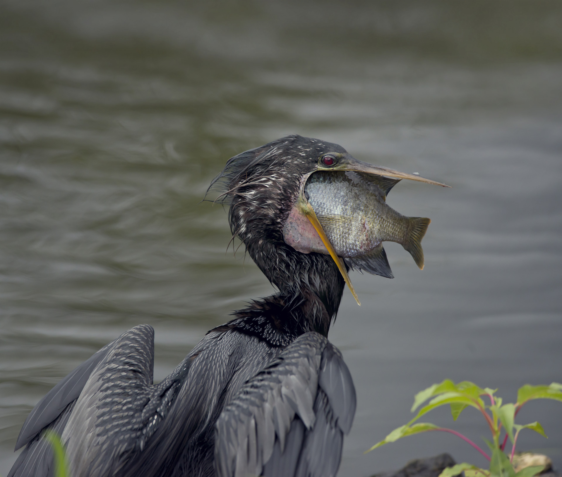金融委会议发出信号！ 不过度追求规模扩张和发展速度 鼓励好机构兼并风险机构